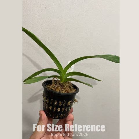 [Bare-root] Vanda coerulea, pink flowers x sib (MC) [2.4" NBS][Jun in stock]