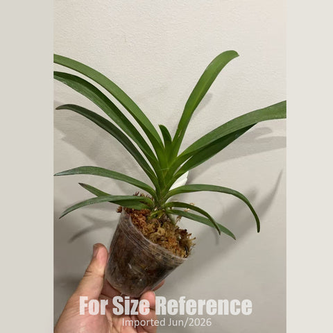 [Bare-root]Vandachostylis TSS Taiwan Gandharva 'Blue Dot' [2.8" BS][Jun in stock]