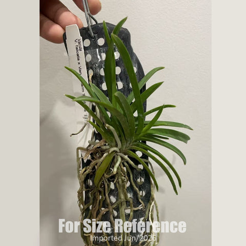 [Bare-root] V. falcata x Van. Charm 'Fujihime'  [2.4" BS][Jun in stock]