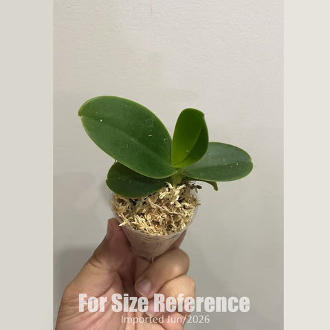 [Bare-root] Phal. (Sedirea) japonica 'Daruma' (Round Leaves Type) [2.4" BS][Jun in stock]