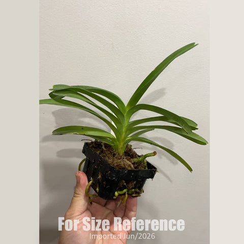 [Bare-root] Vanda coerulea, blue flowers x sib [2.8" BS][May Preorder 26]