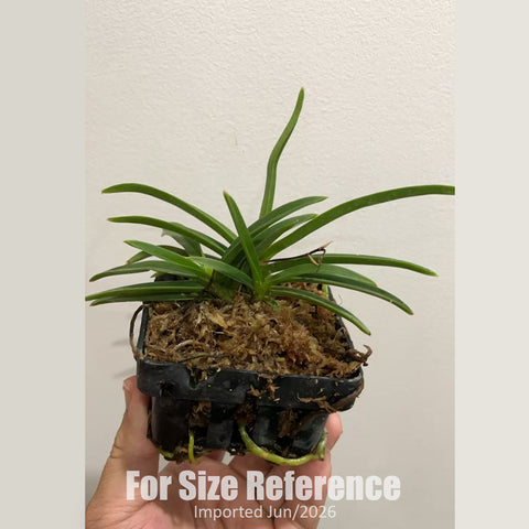 [Bare-root] Vanda Baby Angel x falcata [2.4" BS][Jun in stock]