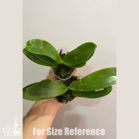 [AS-IS]Phal. lueddemanniana × sib 路德[Sept in stock]