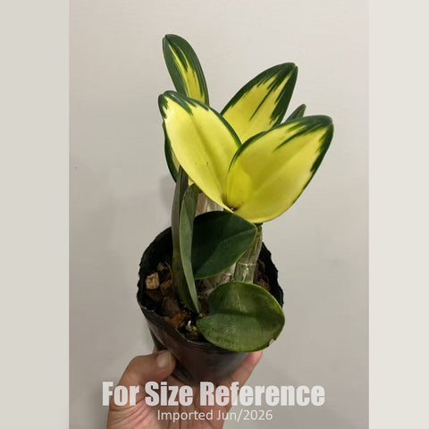 [Bare-root] Den. speciosum 'Maizuru' 大明石斛丹頂鶴 [3" BS][Jun in stock]