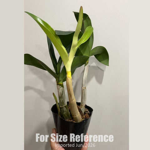 [Bare-root] Dendrobium speciosum 'Golden Rain' [2.8" BS][Jun in stock]