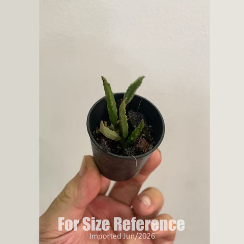 書房。 cucumerinum × sib 苦瓜石斛