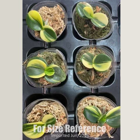 [Bare-root] Phal. (Sedirea) japonica 'Minmaru Shima' 明丸錦 [1.7" NBS][Jun in stock]