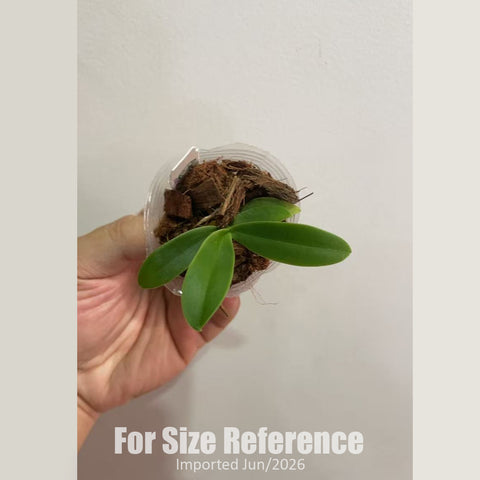 [Bare-root] Phal. (Sedirea) japonica (Original) 普通名護蘭  [1.7" NBS][Jun in stock]