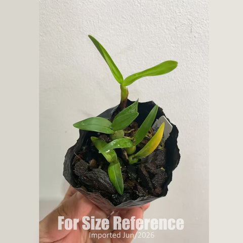 [Bare-root] Encyclia polybulbon 聚豆 [2.4“ BS][Jun in stock]
