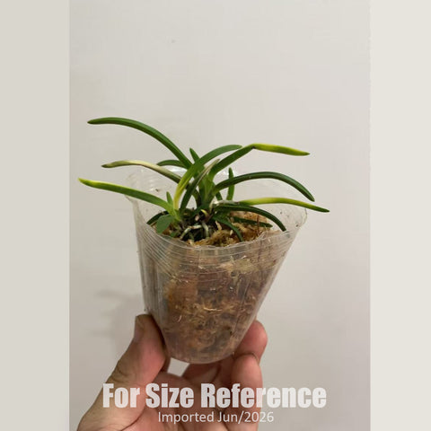 [Bare-root] Neofinetia (V.) falcata 'Hokage' 火影  [2.5" BS][Jun in stock]