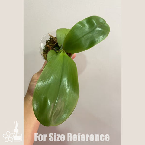 [Bare-root]Phal. Ching Ann Purple Jewel x Mituo Reflex Dragon [Sept in Stock]