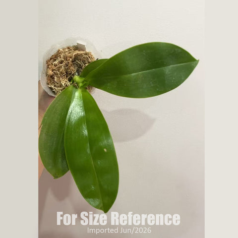 [Bare-root] Phal. Sakura Candy 櫻花糖 [2.8" BS][Jun in stock]