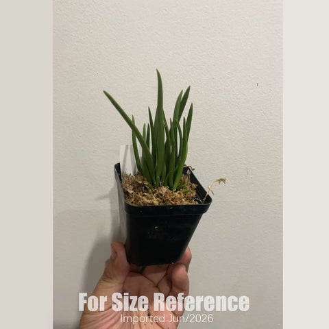 [Bare-root] Leptotes unicolorda 單色棒葉蘭 [1.7 BS][July in stock]
