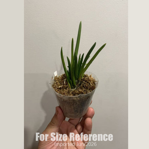 書房。 cucumerinum × sib 苦瓜石斛