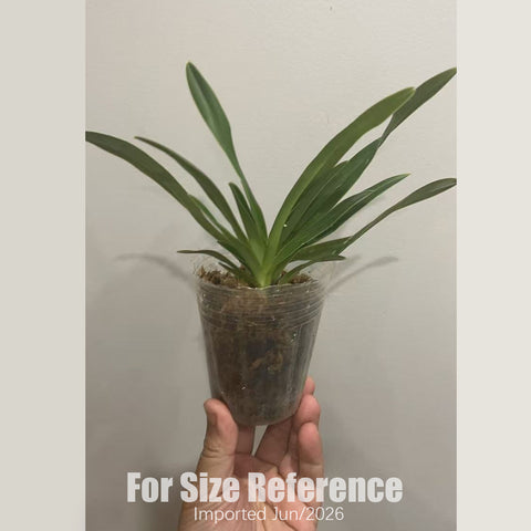 [Bare-root] Paph. New Vietenryanum 格力X亨利 [2.4“ BS][July in stock]