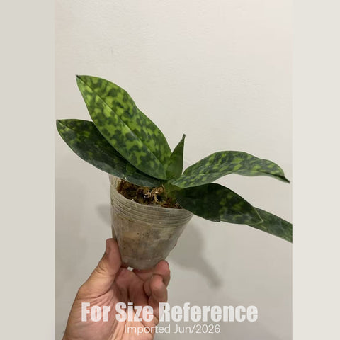 [Bare-root] Paph. purpuratum xsib 紫紋兜蘭 [2.4“ BS][July in stock]