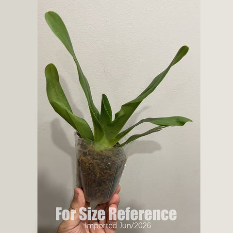 [Bare-root] Paph. glaucophyllum x lowii 苍叶x楼氏 [2.4“ BS][July in stock]