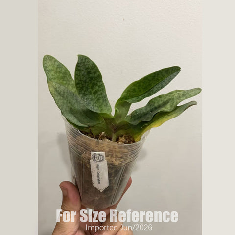 [Bare-root]Paph. Delophyllum  苍叶X德氏  [2.4“ NBS][July in stock]