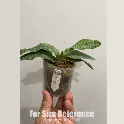 [Bare-root]Paph. Deperle 鶴舞  [2.4“ NBS][July in stock]