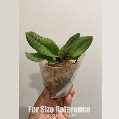 [Bare-root] Paph. Joyce Hasegawa 白花x德氏  [2.4“ NBS][July in stock]