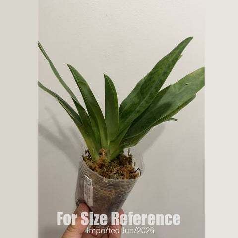 [Bare-root] Paph. Dy Zixia (purpuratum x dianthum) 紫紋 x 長瓣  [2.4“ BS][July in stock]