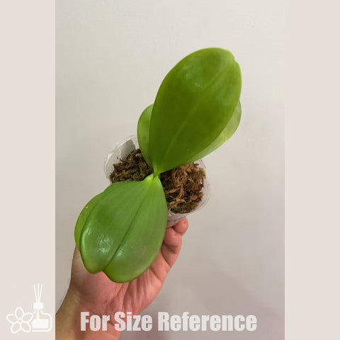 [Bare-root]Phal. Mituo Reflex King 'flava' 彌陀黃反[Sept in stock]