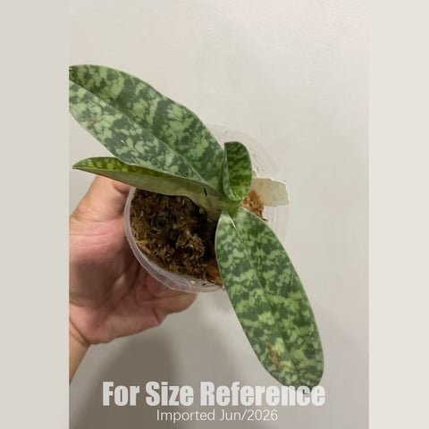[Bare-root] Paph.Red Aura 紅韻兜蘭 [2.4“ NBS][July in stock]