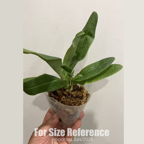 [Bare-root] Paph. Pandion (venustum alba x fairrieanum) 白秀麗x費氏  [2.4“ NBS][July in stock]