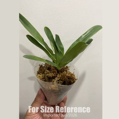 [Bare-root] Paph. barbigerum x glaucophyllum 胡花生  [2.4“ NBS][July in stock]