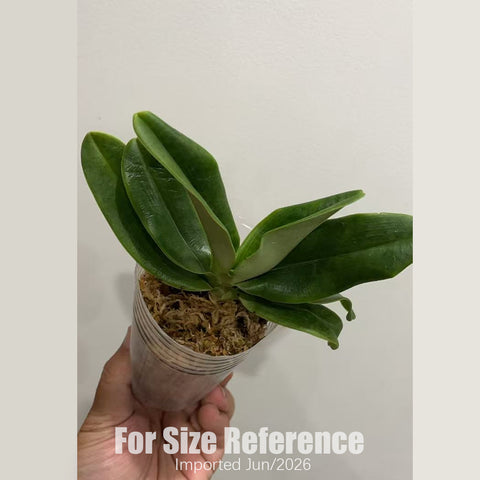 [Bare-root] Paph. emersonii × sib 白花兜蘭  [2.4“ NBS][July in stock]
