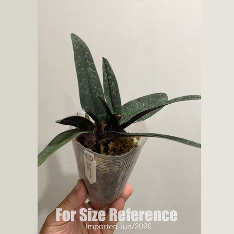 [Bare-root] Paph. Armeni White (杏黃x德氏) [2.4“ FS][July in stock]