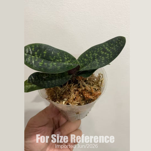 [Bare-root] Paph. Norito Hasegawa  春曉兜蘭 (麻栗坡x杏黃) [2.4“ NBS][July in stock]