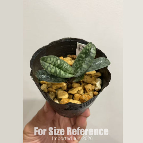 [Bare-root] Paph. Ho Chi Minh 胡志明 [2.4“ NBS][July in stock]