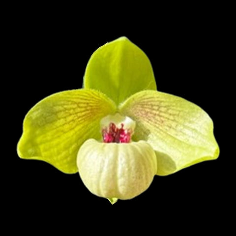 法爾。 speciosa "Mauve" 罩花蝴蝶“芋頭色”