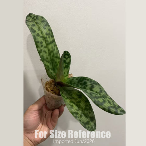 [Bare-root] Paph.YY Morning Sun 晨光  [2.4“ NBS][July in stock]