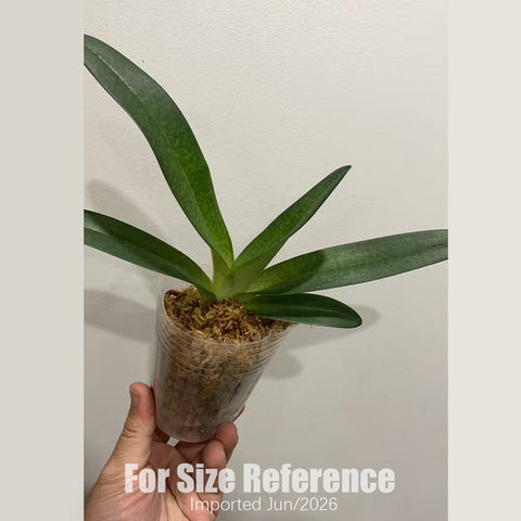 [Bare-root] Paph. Delrosi (delenatiix roth)粉國王 [2.4“ NBS][July in stock]