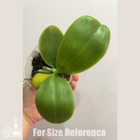 [Potted]Phal.Mituo Love ‘Rainbow-520’ 彌陀彩虹[Sept in stock]
