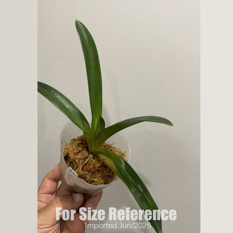 [Bare-root] Paph. druryi x sib 南印兜蘭 [2.4“ NBS][July in stock]