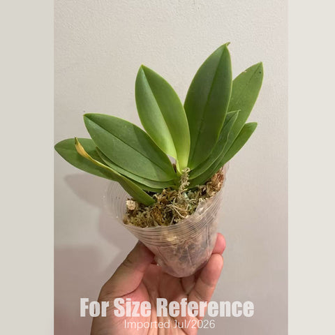 [Bare-root][AS-IS Import] Phal. Su's Glad Kid Peloric 2-eyes 苏悦童两眼 [1.7" NBS] [Jun Preorder 26]