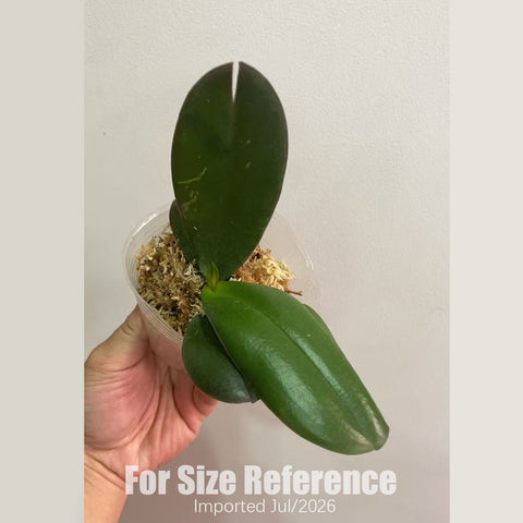 [Bare-root][AS-IS Import] Phal. Peach Yellow Queen 白桃皇后 [2.8" BS] [Jun Preorder 26]