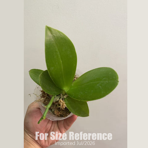 [Bare-root][AS-IS Import] Phal. Vio Vio 'Cat Face' (peloric - 3 lips) 貓臉 (三唇瓣) [2.4" NBS] [Jun Preorder 26]