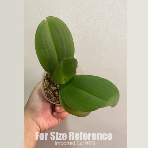 [Bare-root][AS-IS Import] Phal. Lioulin R Lip '1274' 黑白犊角獸 [2.8" BS] [Jun Preorder 26]