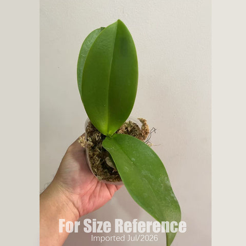 [Bare-root][AS-IS Import] Phal. Chiada Selina ' Full of Star' 滿天星 [2.8" BS] [Jun Preorder 26]