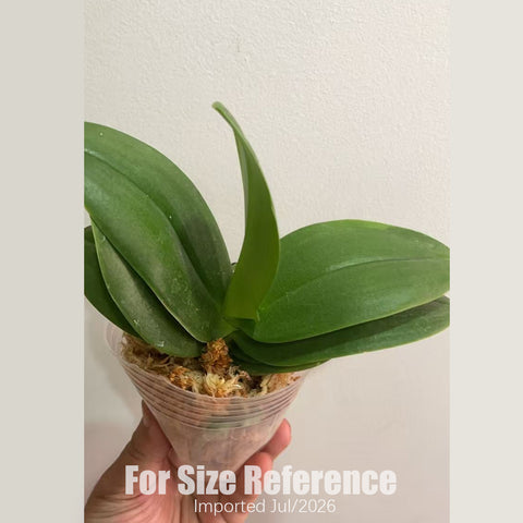 [Bare-root][AS-IS Import] Phal. Popcorn 2-eyes 爆米花兩眼 [2.8" BS] [Jun Preorder 26]