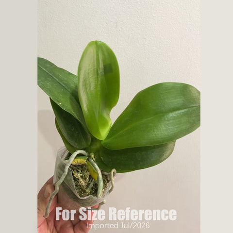 [Bare-root][AS-IS Import] Phal. Natsume's Berry 夏目黑莓 [2.8" BS] [Jun Preorder 26]