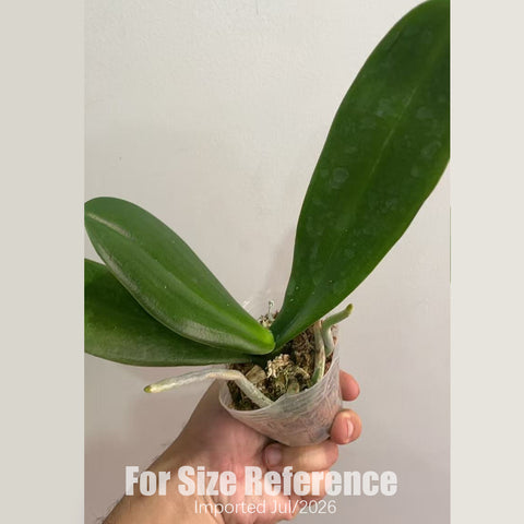 [Bare-root][AS-IS Import] Phal. Silk Sunlit 黃袍 [2.4" NBS] [Jun Preorder 26]