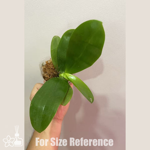 [Bare-root]Phal. Meidarland Kaiulani '685' 凱烏蘭妮 '685'[Sept in stock]
