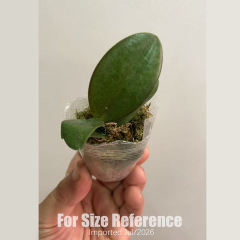 [Bare-root] Phal. Miki Freckle 海棠果 [2.5" NBS][Jun Preorder]