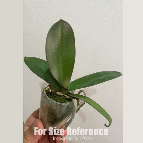 [Bare-root][AS-IS Import] Phal. Peach Oolong Tea 蜜桃烏龍 [1.7" NBS] [Jun Preorder 26]