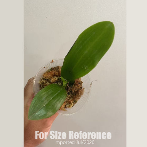 [Bare-root] Phal. tetrapsis f. livida 盾花芋頭藍 [1.7 NBS][Nov Preorder]